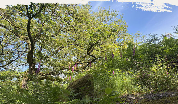 terre nature préservée